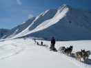 Escursioni con cani da slitta