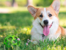 Corgi dog lying on the lawn with a ball during the day,Corgi dog lying on the lawn with a ball during the day