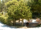 hotel-gargano-giardino718