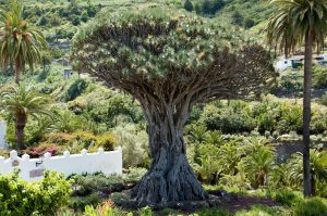 Albero del Drago